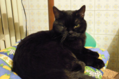 DSCN2088-Copia