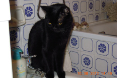 DSCN4598-Copia