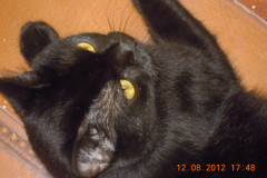 DSCN6549-Copia